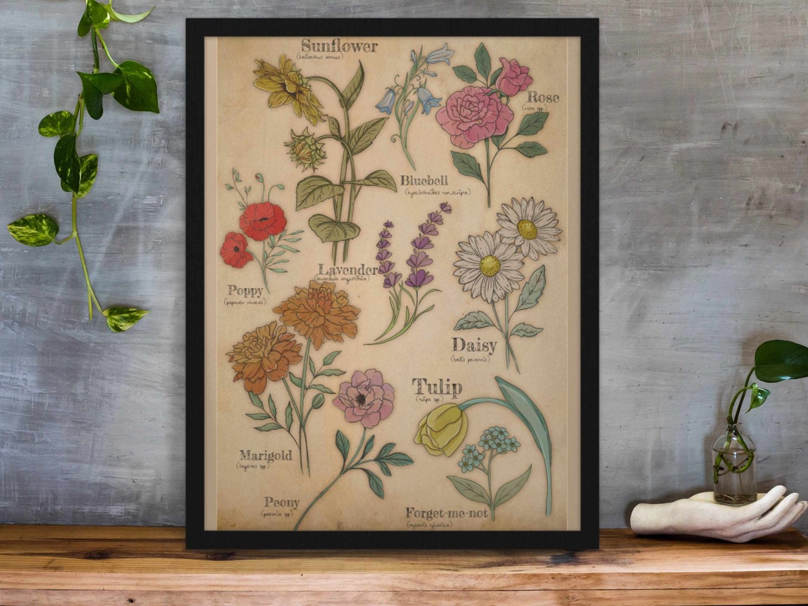 Floral Studies – A4 Botanical Art Print | Wildflower Wall Art | Cottagecore Nature - Inspired Home Decor - Prints - UpperRoomPrints