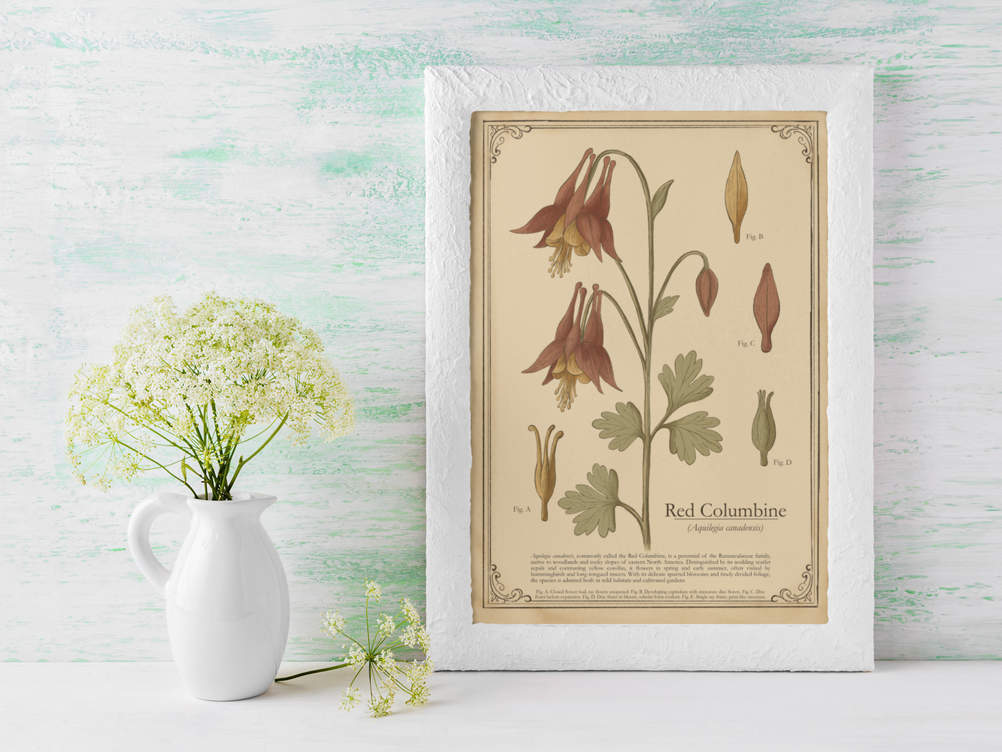 Framed botanical print of Red Columbine next to a white pitcher with flowers on a light wooden surface.