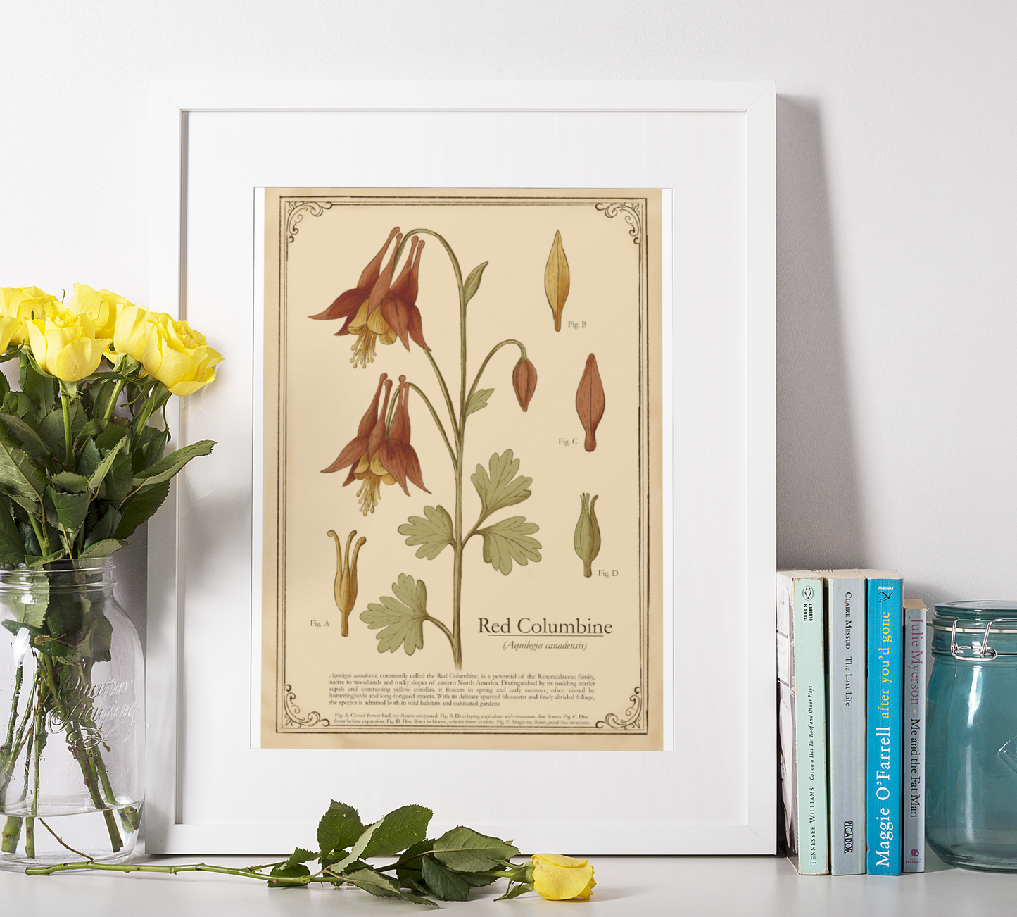 Framed botanical print of Red Columbine with yellow roses and books on a white surface.