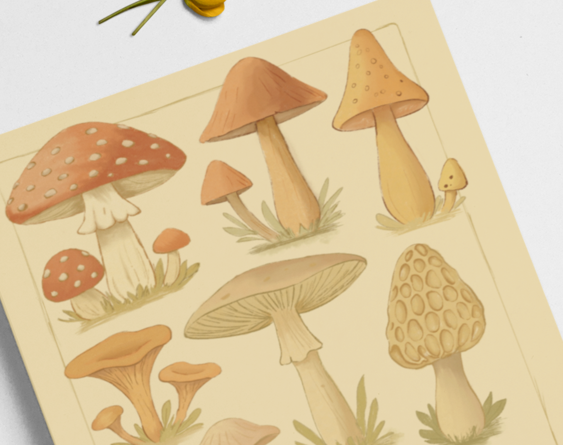 A styled flat lay of an A4 botanical art print titled "Mushroom Studies" surrounded by small white flowers on a neutral background.