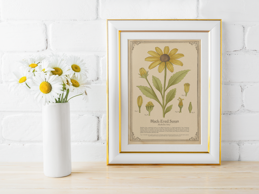 Framed botanical print of a black-eyed Susan next to a vase with flowers on a wooden surface.