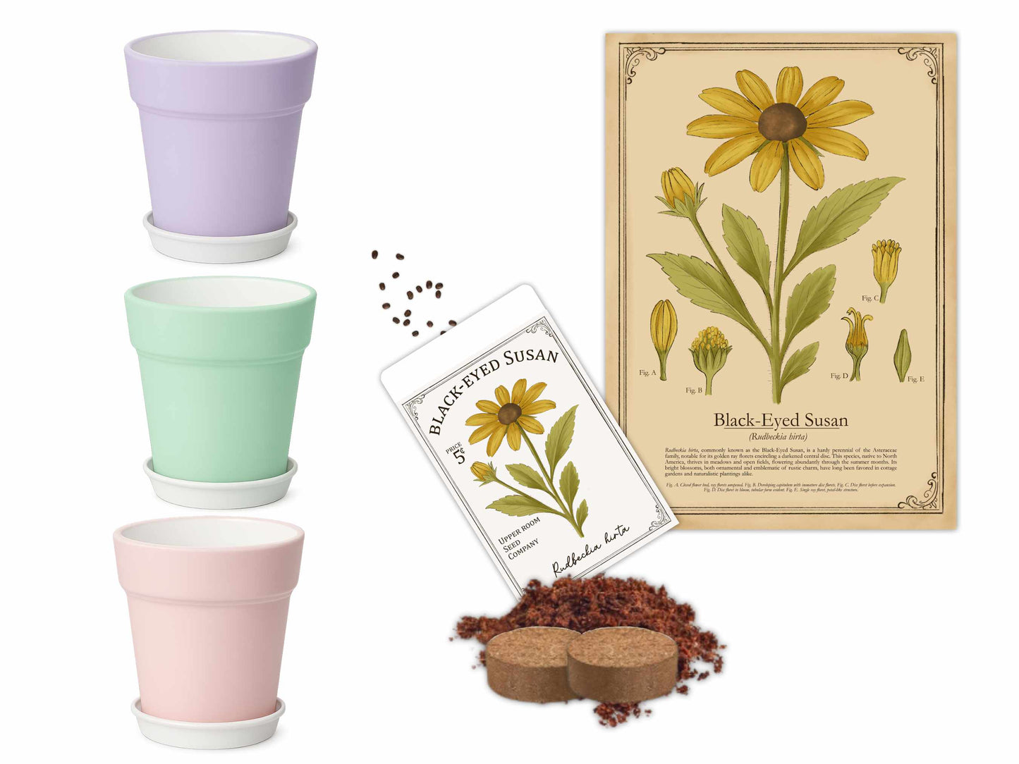 Black-Eyed Susan native plant growing kit featuring Maryland state flower with pots, vintage botanical print, seeds, and coconut coir growing medium