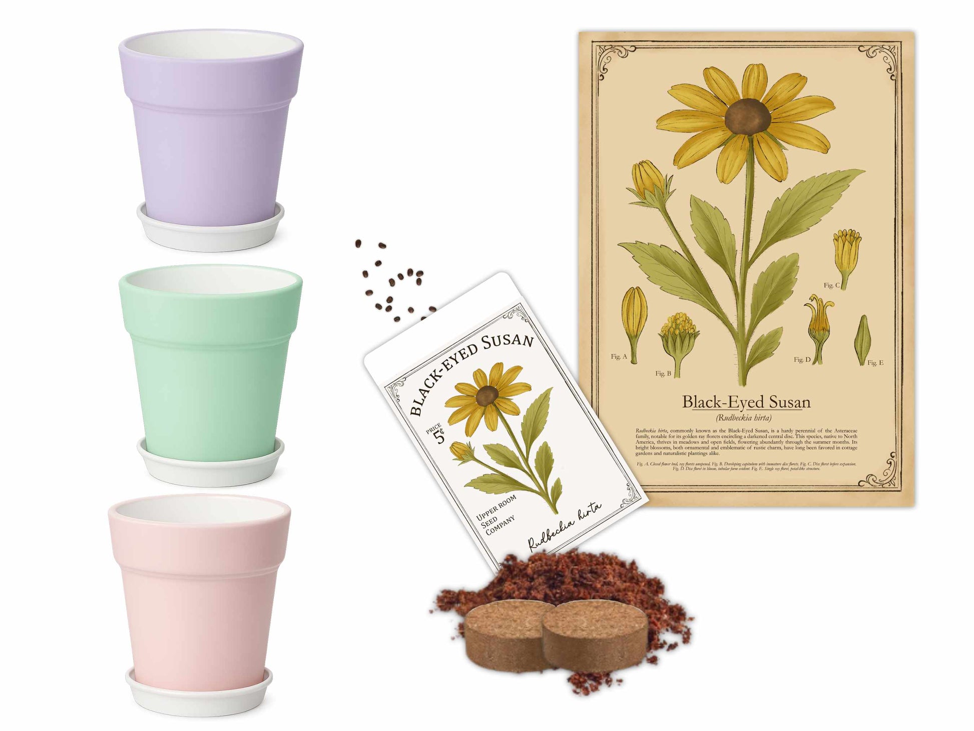 Black-Eyed Susan native plant growing kit featuring Maryland state flower with pots, vintage botanical print, seeds, and coconut coir growing medium