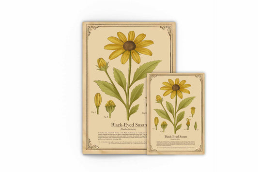 Vintage botanical art print of Black-Eyed Susan showing yellow flower with dark center, green leaves, and detailed anatomical diagrams on aged paper background