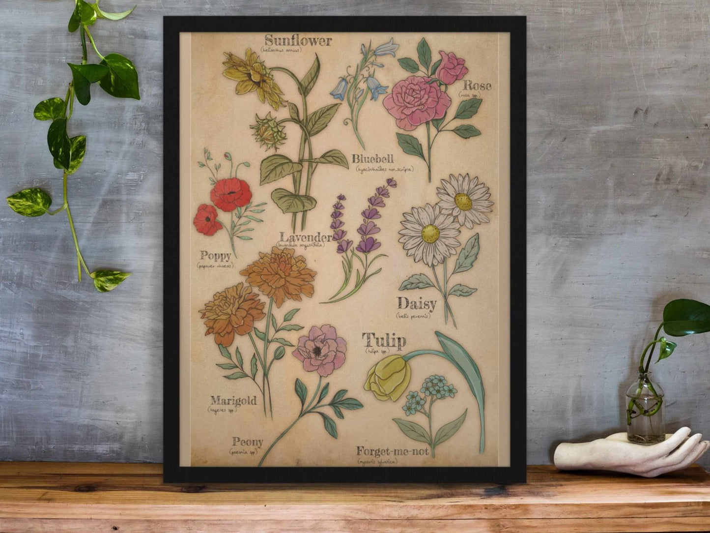 Floral Studies – A4 Botanical Art Print | Wildflower Wall Art | Cottagecore Nature - Inspired Home Decor - Prints - UpperRoomPrints