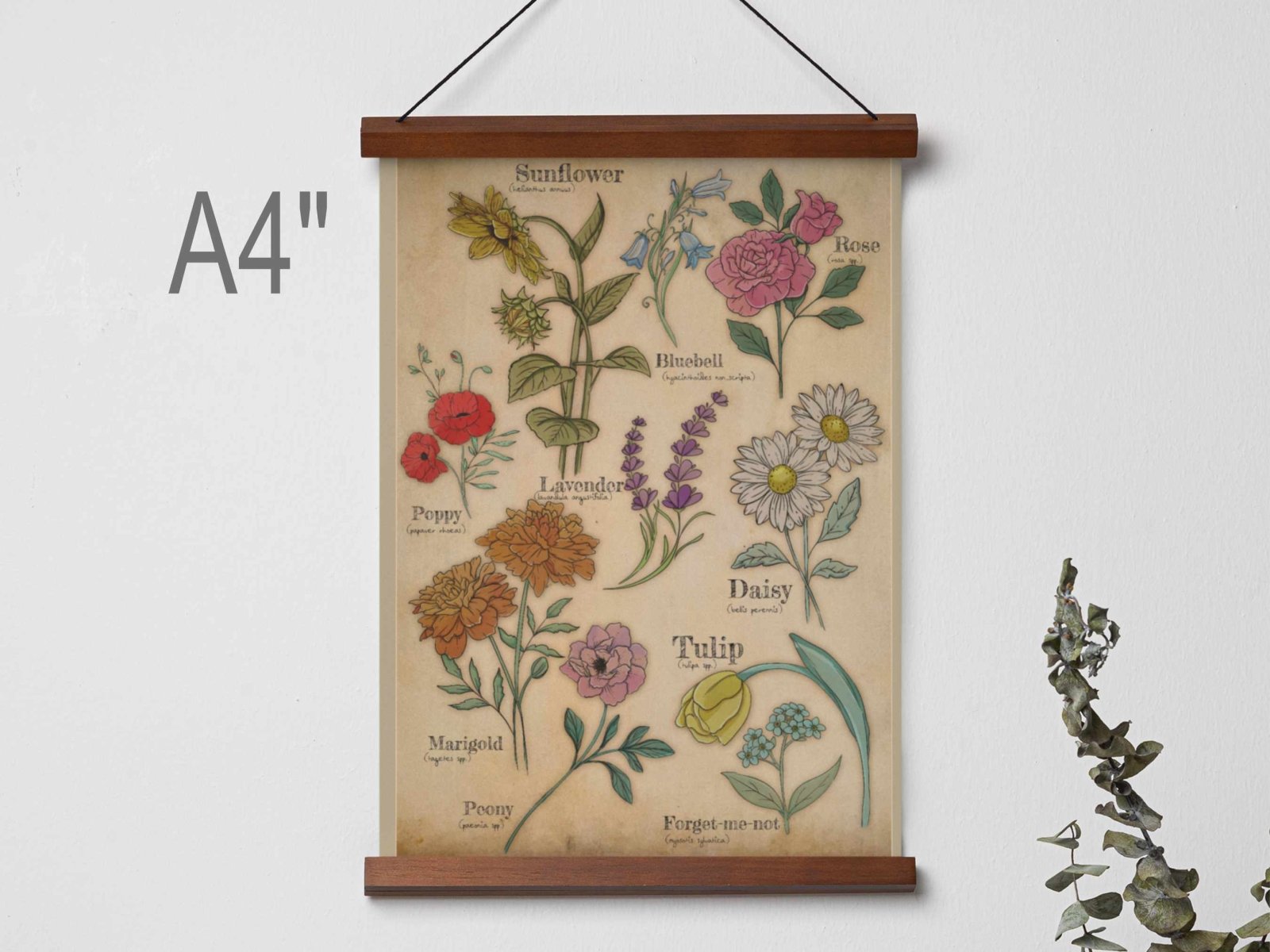 Floral Studies – A4 Botanical Art Print | Wildflower Wall Art | Cottagecore Nature - Inspired Home Decor - Prints - UpperRoomPrints