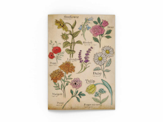 Floral Studies – A4 Botanical Art Print | Wildflower Wall Art | Cottagecore Nature - Inspired Home Decor - Prints - UpperRoomPrints