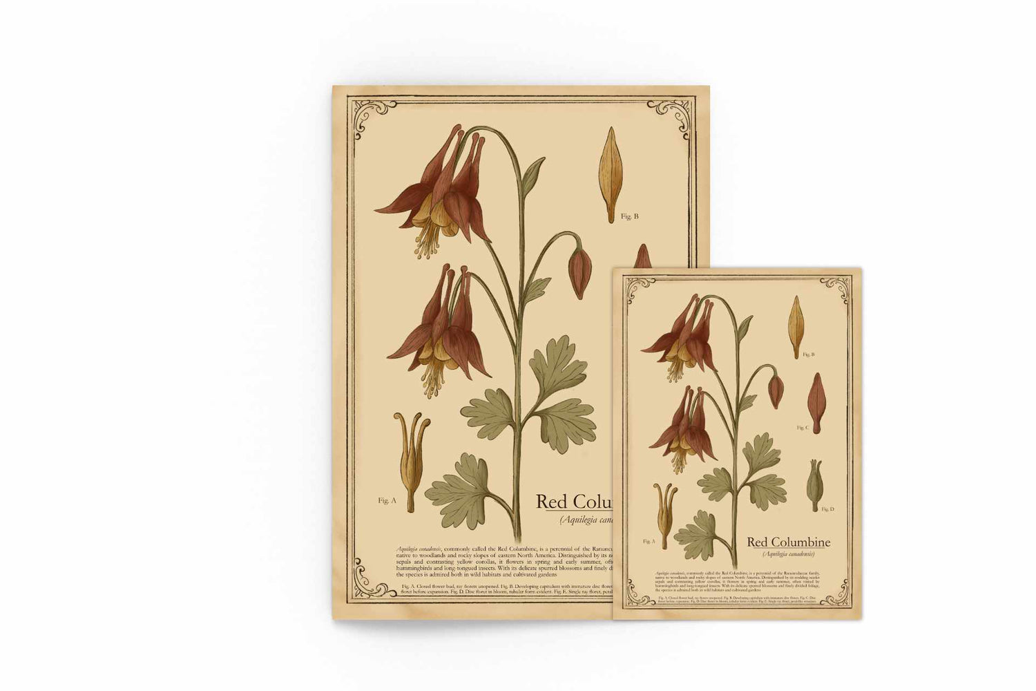 Vintage botanical art print of Red Columbine showing burgundy and yellow nodding flowers with detailed anatomical diagrams on aged paper background