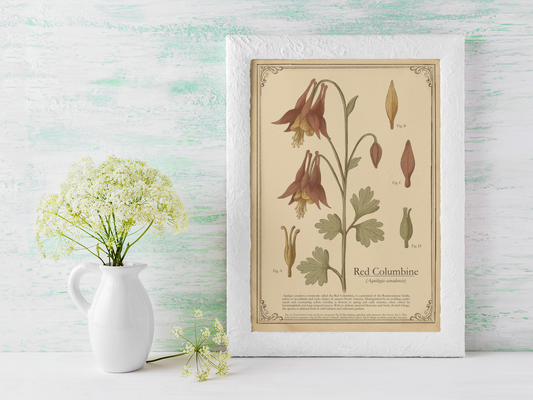 Framed botanical print of Red Columbine next to a white pitcher with flowers on a light wooden surface.